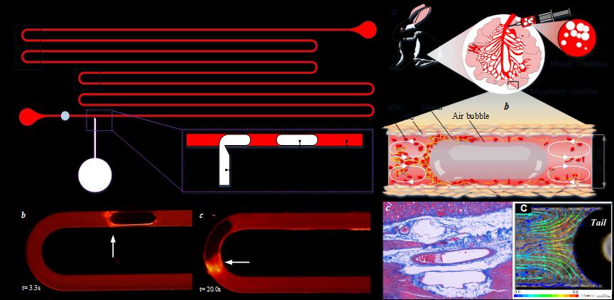 机械工程系李永健课题组揭示血管内气栓发生的关键机制-开云线上(中国)网页版网.png 机械工程系李永健课题组揭示血管内气栓发生的关键机制-开云线上(中国)网页版网.png